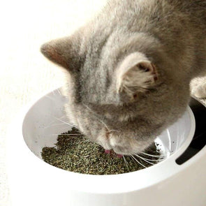 Natural Organic Catnip - Catnip Beasts