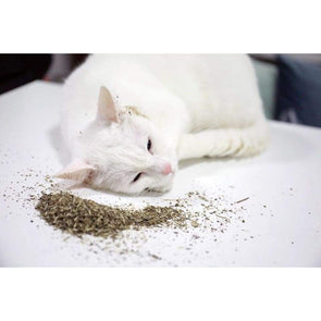 Natural Organic Catnip - Catnip Beasts