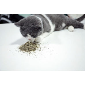 Natural Organic Catnip - Catnip Beasts