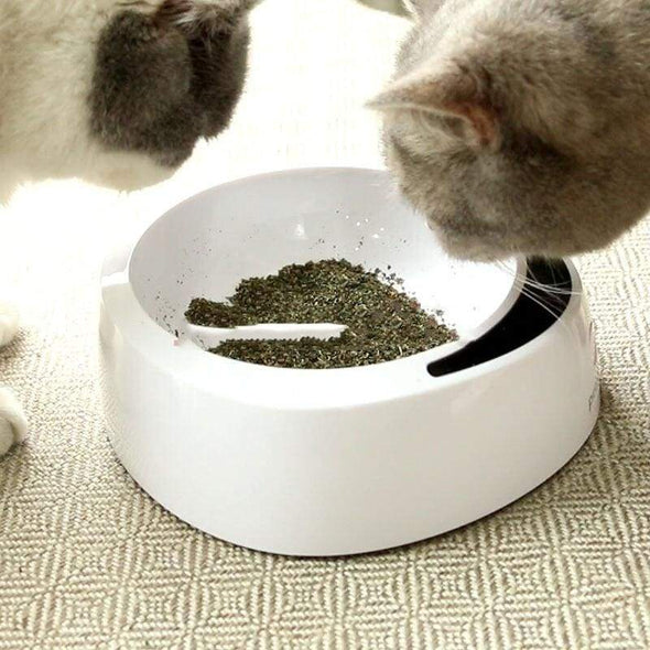 Catnip